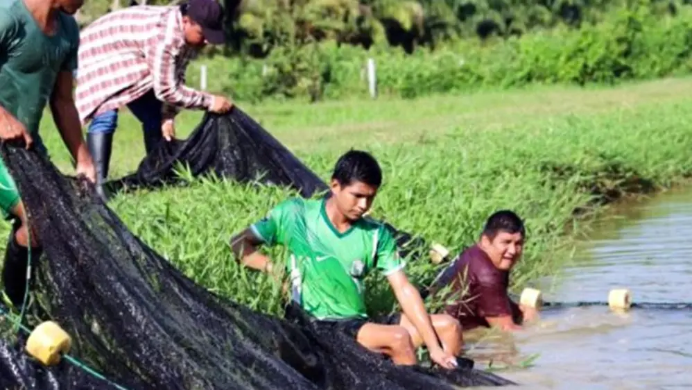Créditos para acuicultores afectados por lluvias e inundaciones: ¿hasta cuándo acceder a tasas de 0% y 1%?