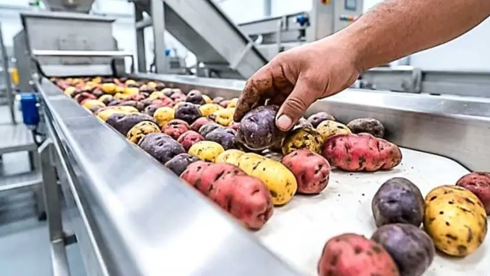 Aprueban el reglamento para impulsar industrialización y exportación de la papa