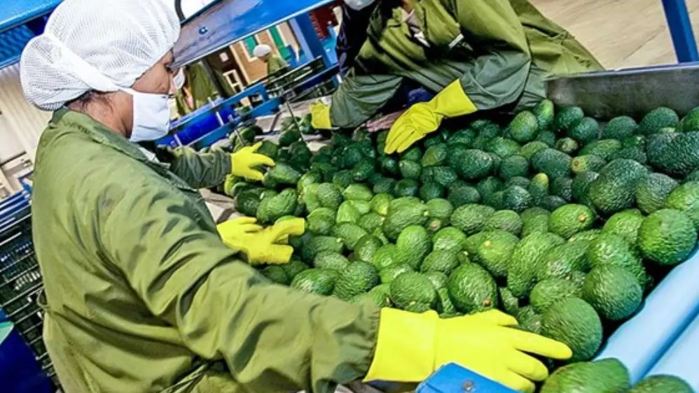 Agroexportaciones logran monto histórico en enero